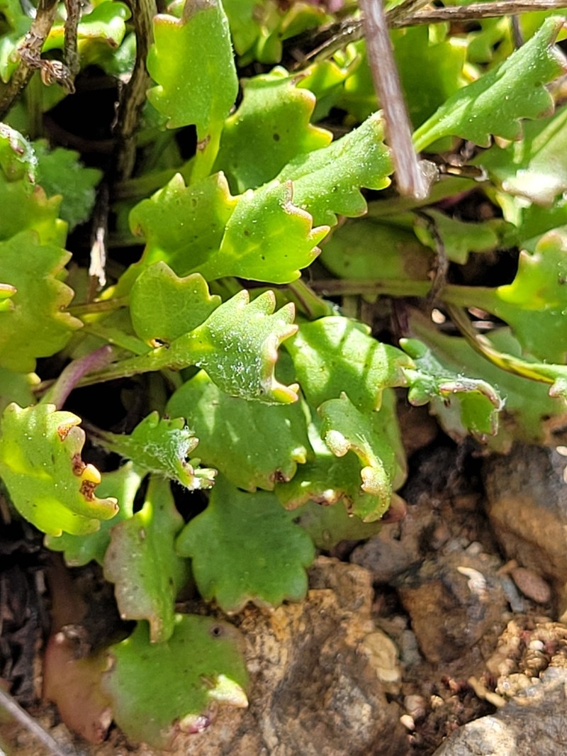 Western Ragwort photo 5