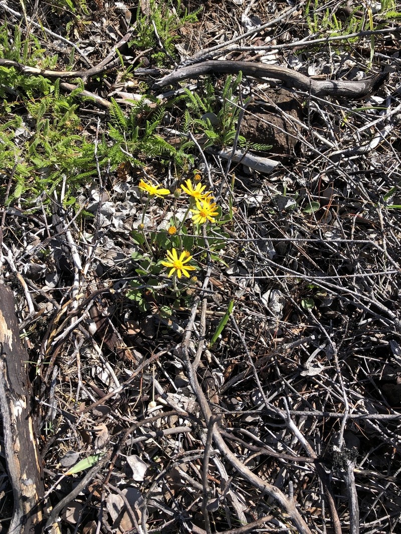 Western Ragwort photo 6
