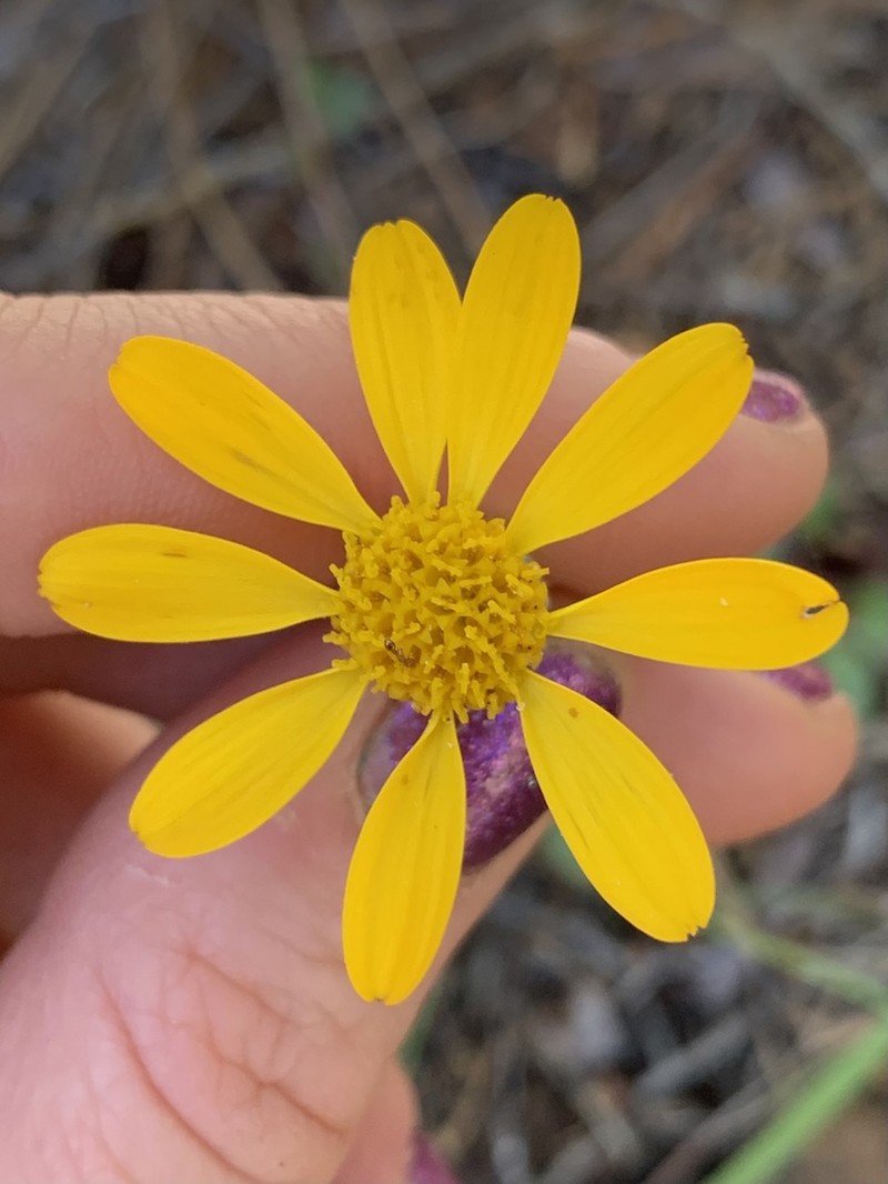 Western Ragwort photo 7