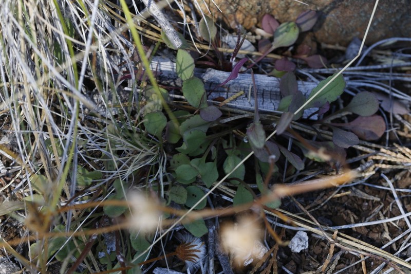 Western Ragwort photo 8