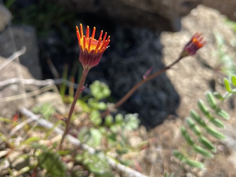 Packera heterophylla