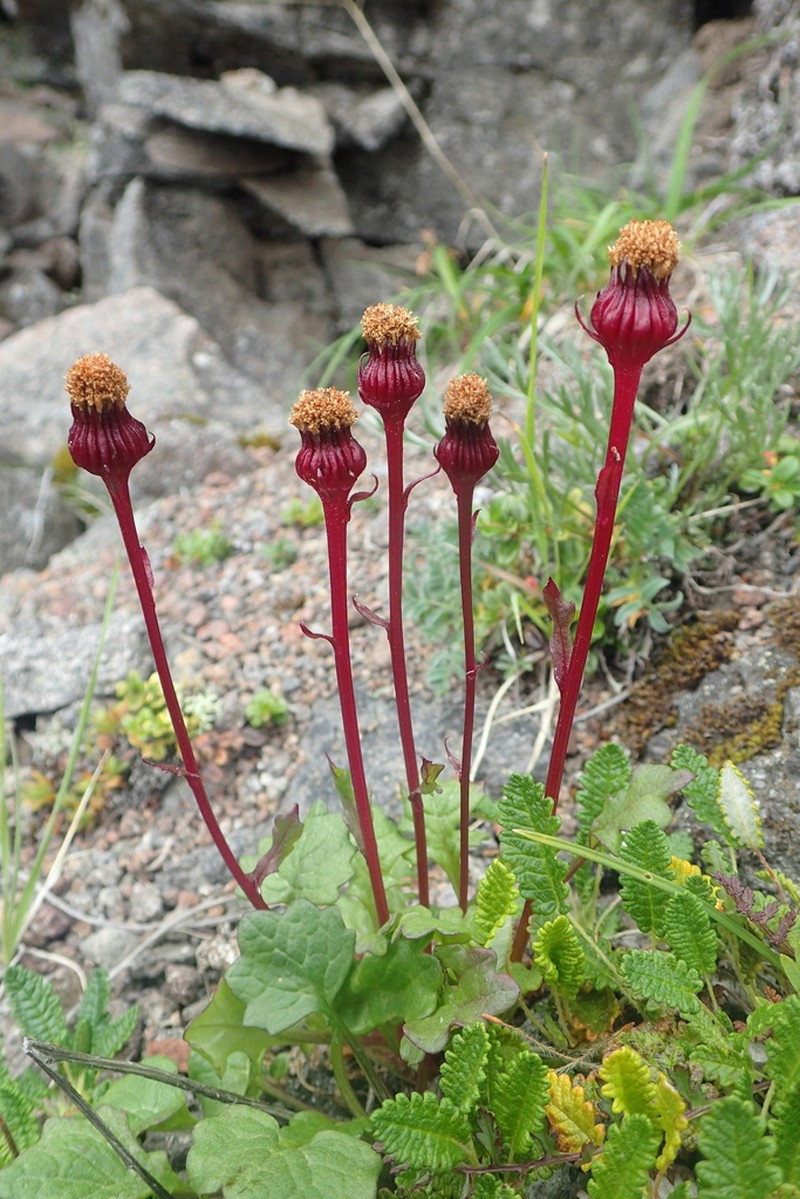 Packera heterophylla photo 2