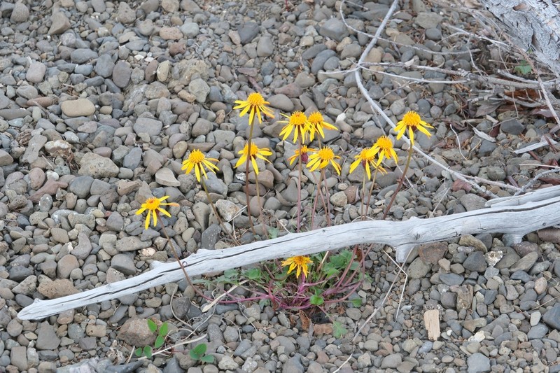 Packera heterophylla photo 3