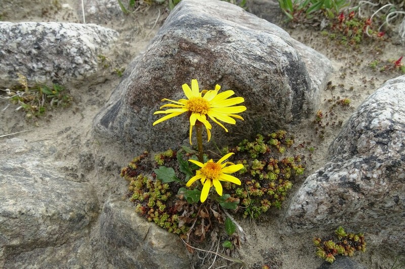 Packera heterophylla photo 4