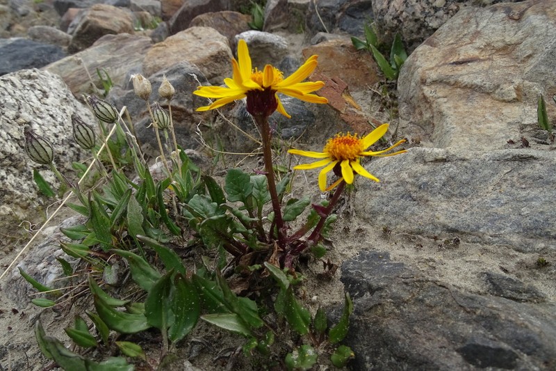 Packera heterophylla photo 5