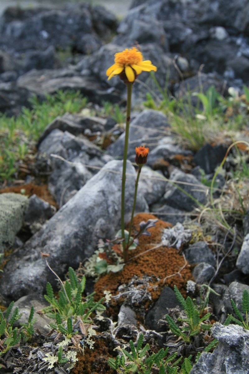 Packera heterophylla photo 6