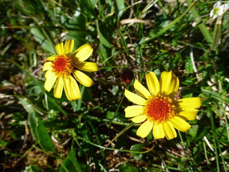 Packera heterophylla photo 7