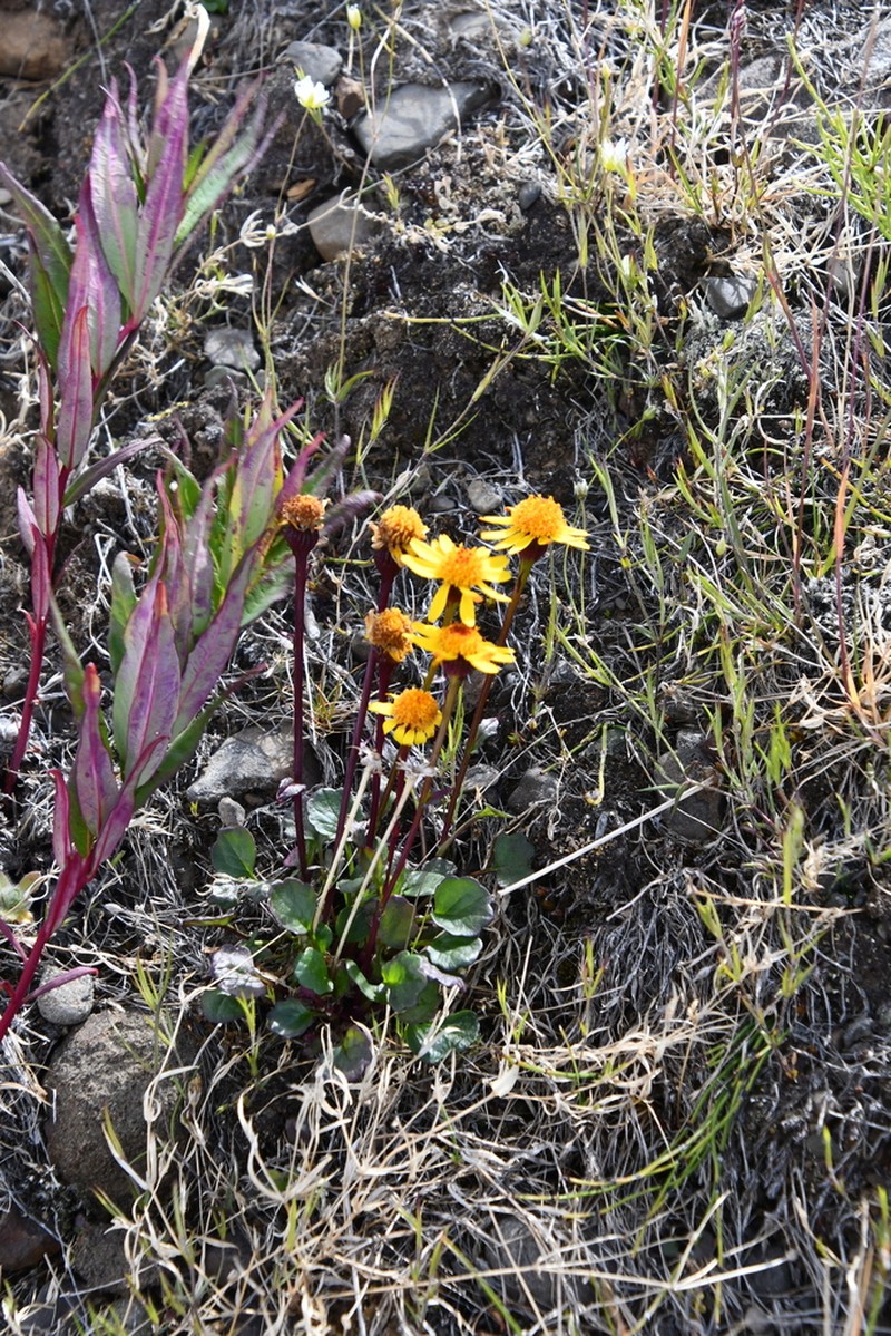 Packera heterophylla photo 8
