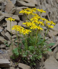 Northern Groundsel