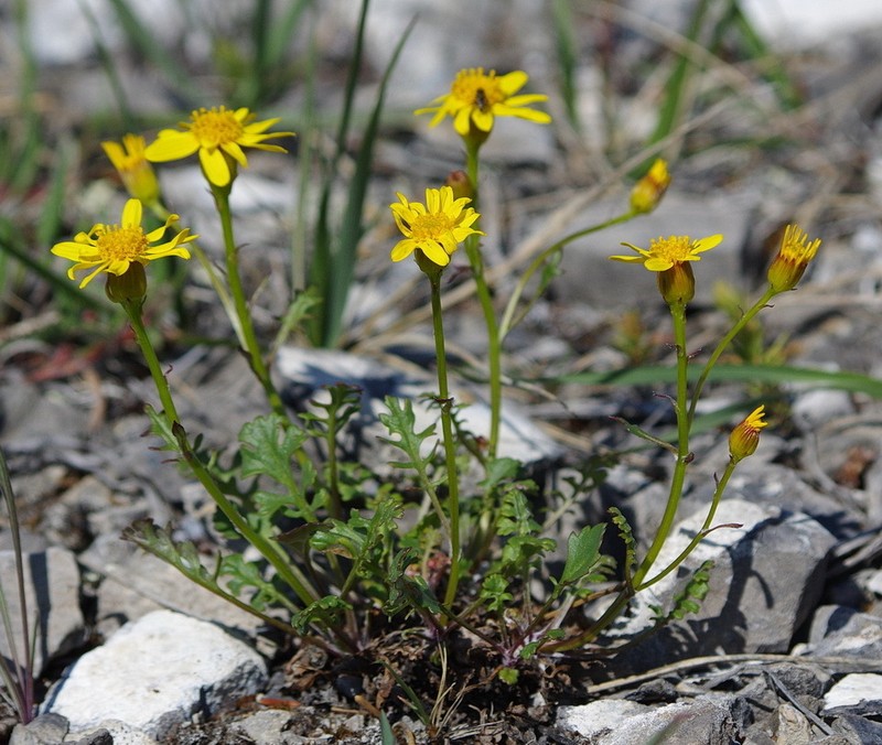 Northern Groundsel photo 2