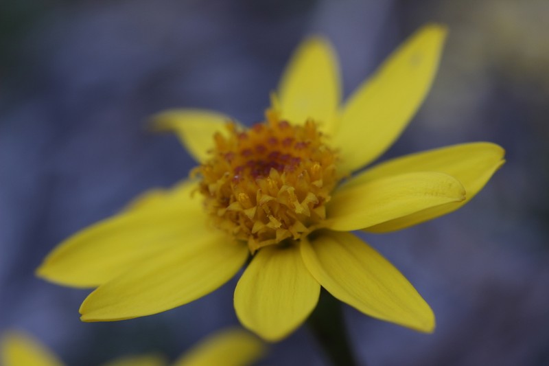 Northern Groundsel photo 3