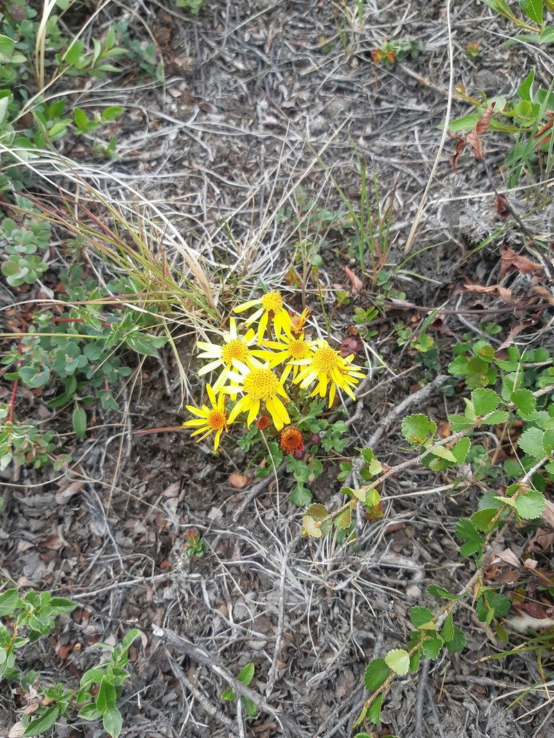 Northern Groundsel photo 4