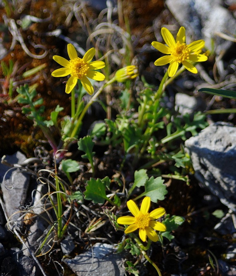 Northern Groundsel photo 5