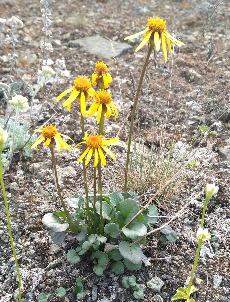 Northern Groundsel photo 6