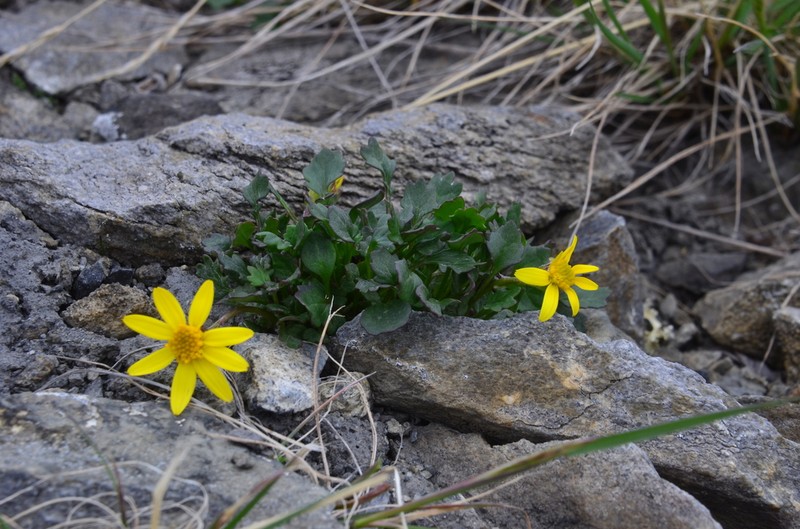 Northern Groundsel photo 7
