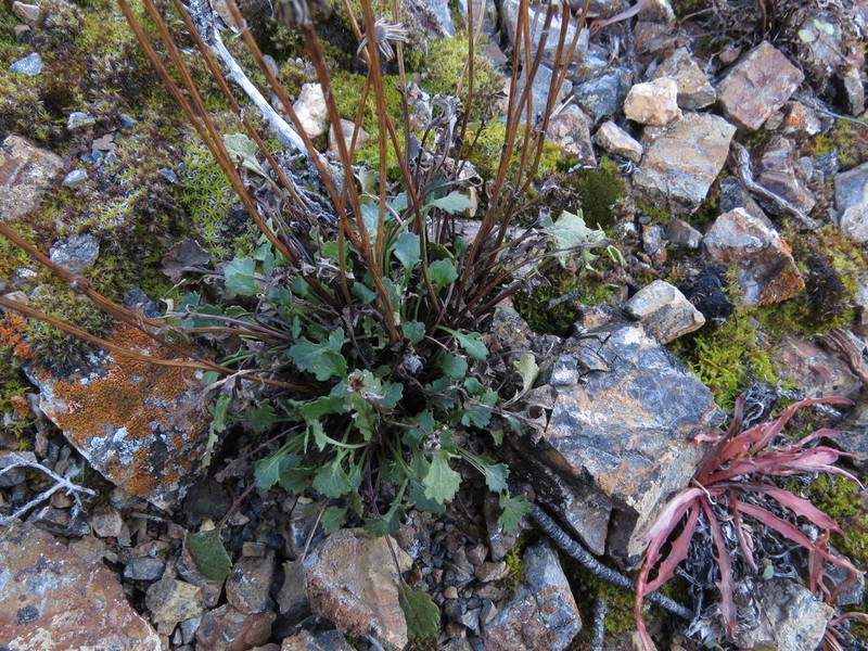 Northern Groundsel photo 8