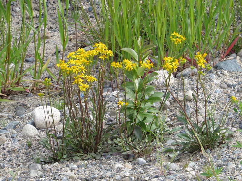 Elegant Groundsel