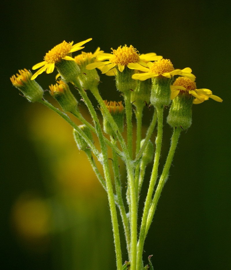 Elegant Groundsel photo 2