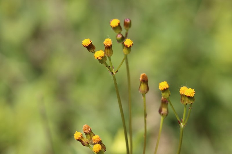 Elegant Groundsel photo 3