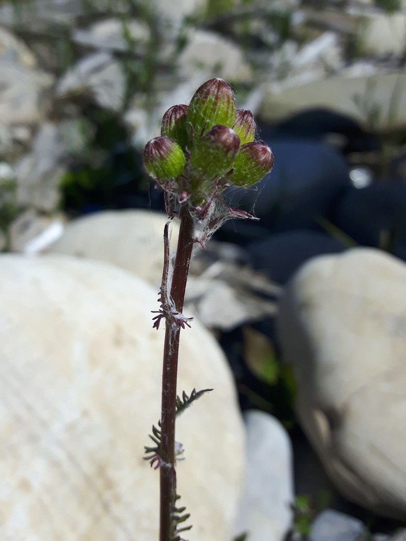 Elegant Groundsel photo 4