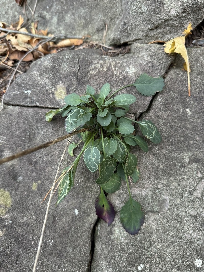 Elegant Groundsel photo 5