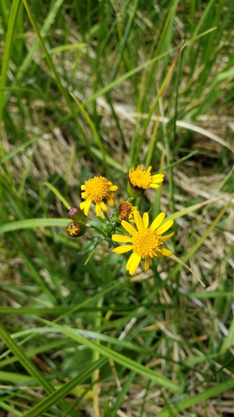 Elegant Groundsel photo 6