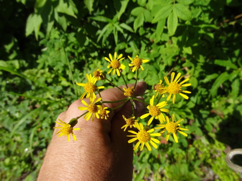 Elegant Groundsel photo 7
