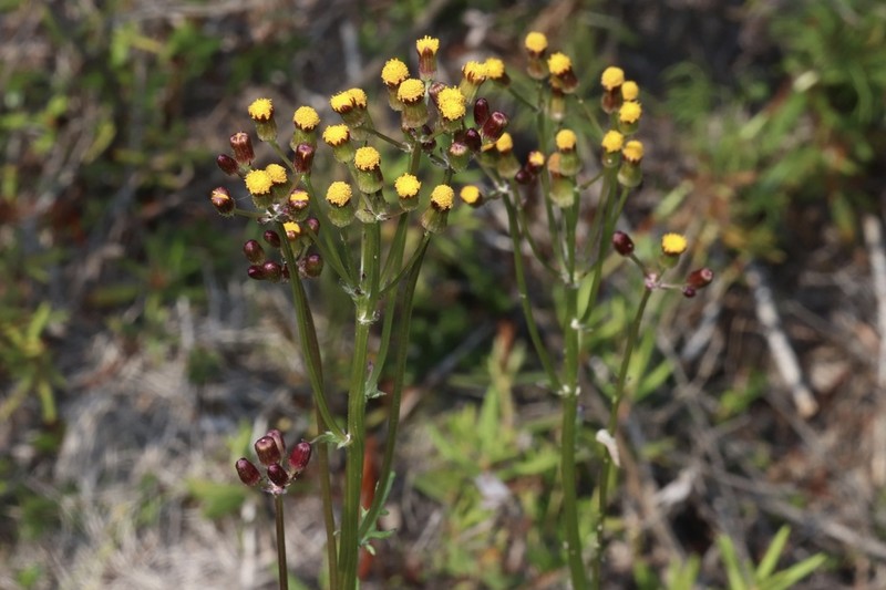 Elegant Groundsel photo 8