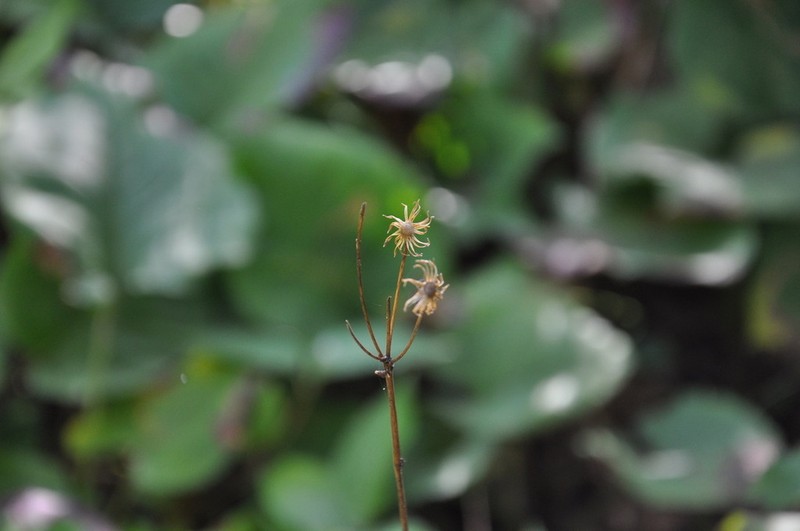 Isle Royale Ragwort