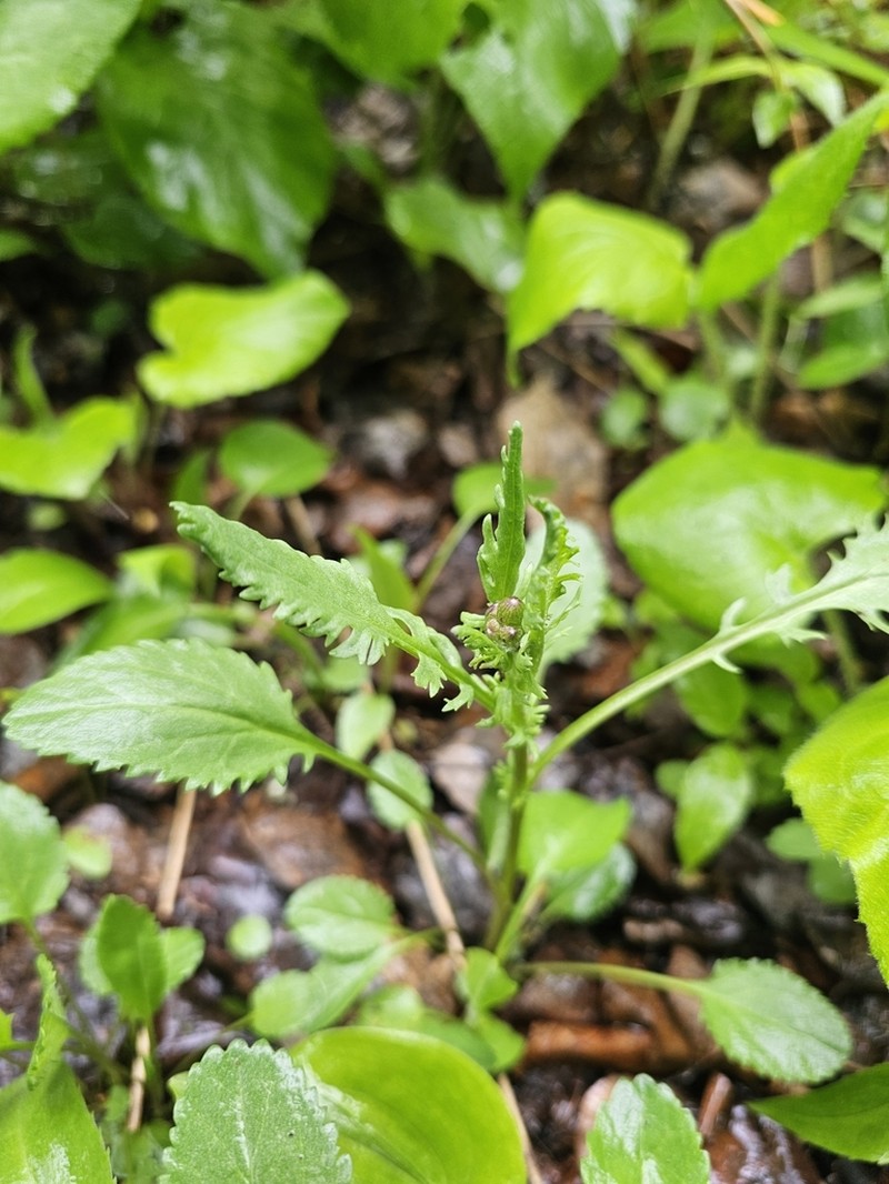Isle Royale Ragwort photo 2