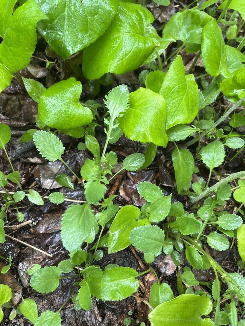 Isle Royale Ragwort photo 3