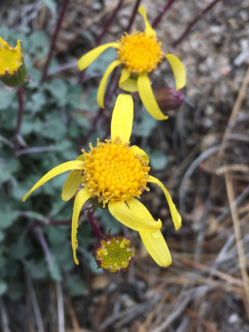Tehachapi Ragwort
