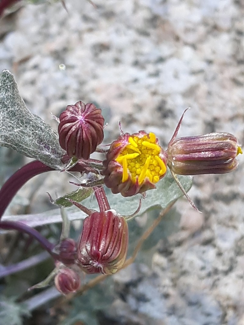 Tehachapi Ragwort