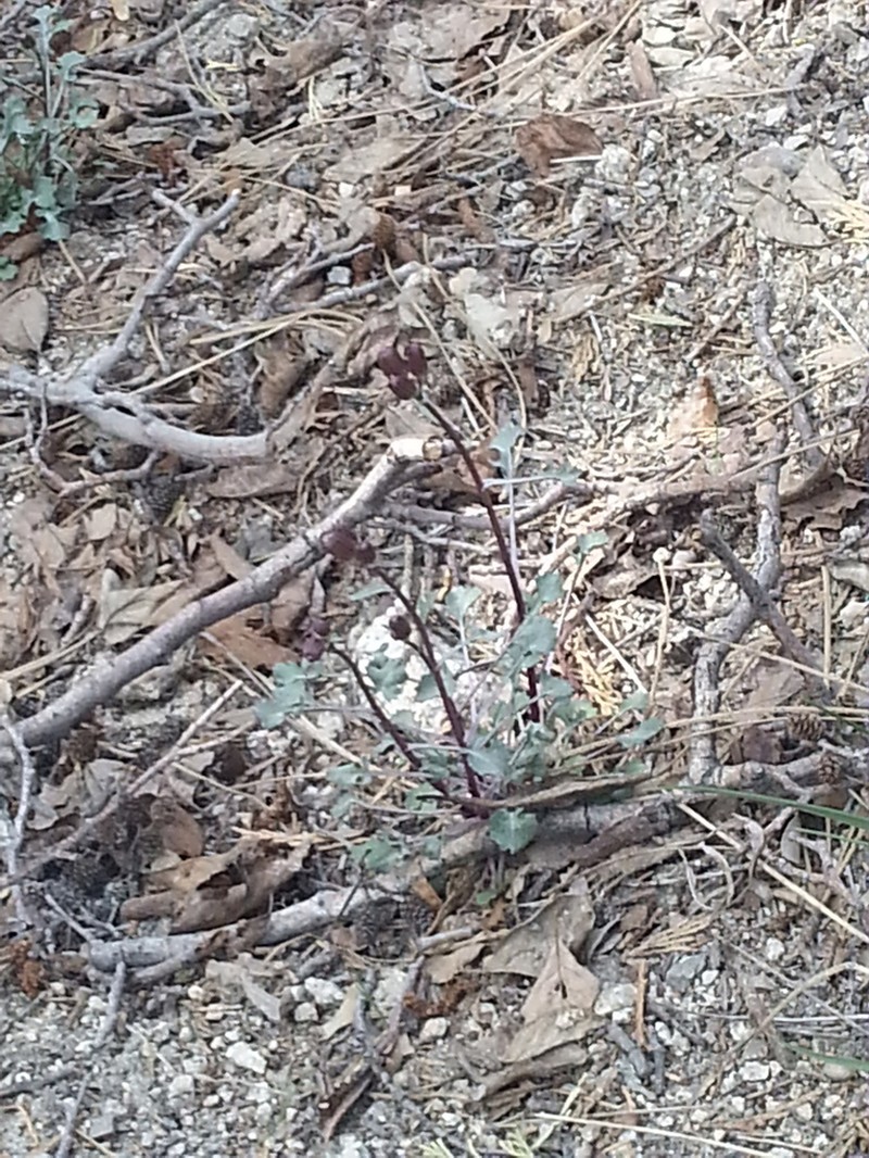 Tehachapi Ragwort photo 2