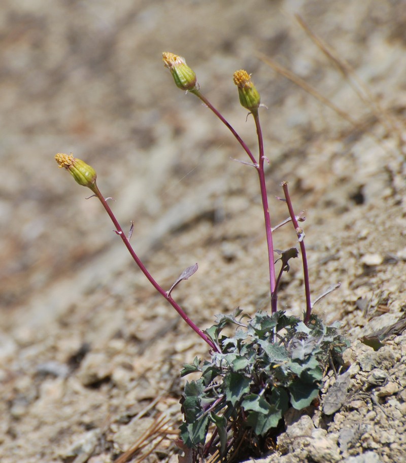Tehachapi Ragwort photo 3