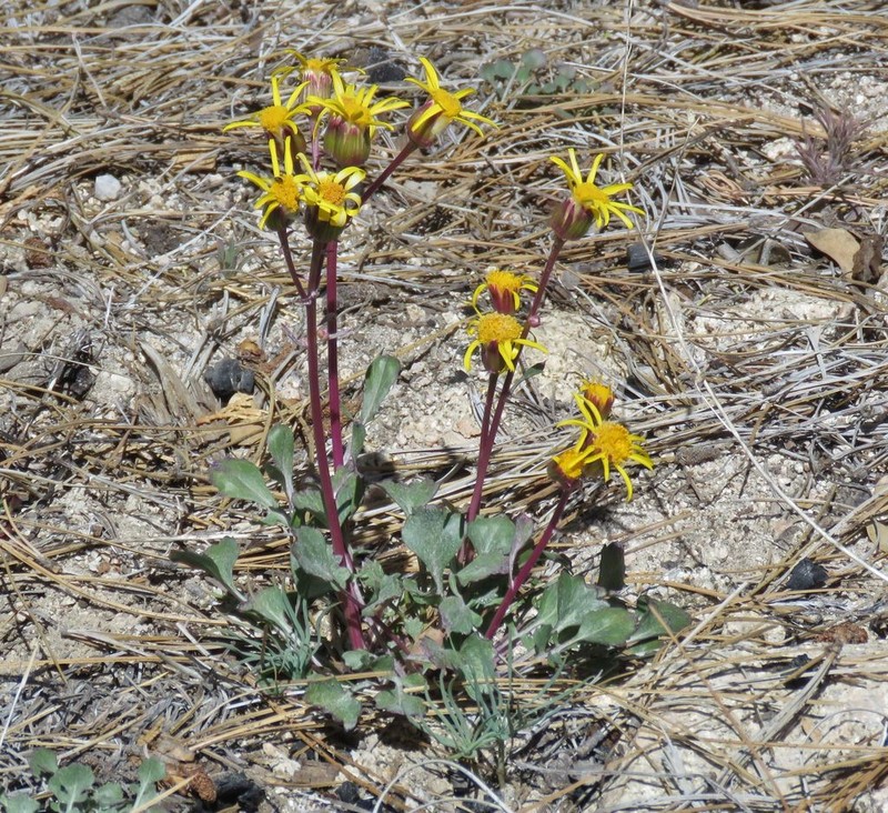 Tehachapi Ragwort photo 4