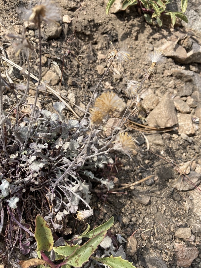 Tehachapi Ragwort photo 5