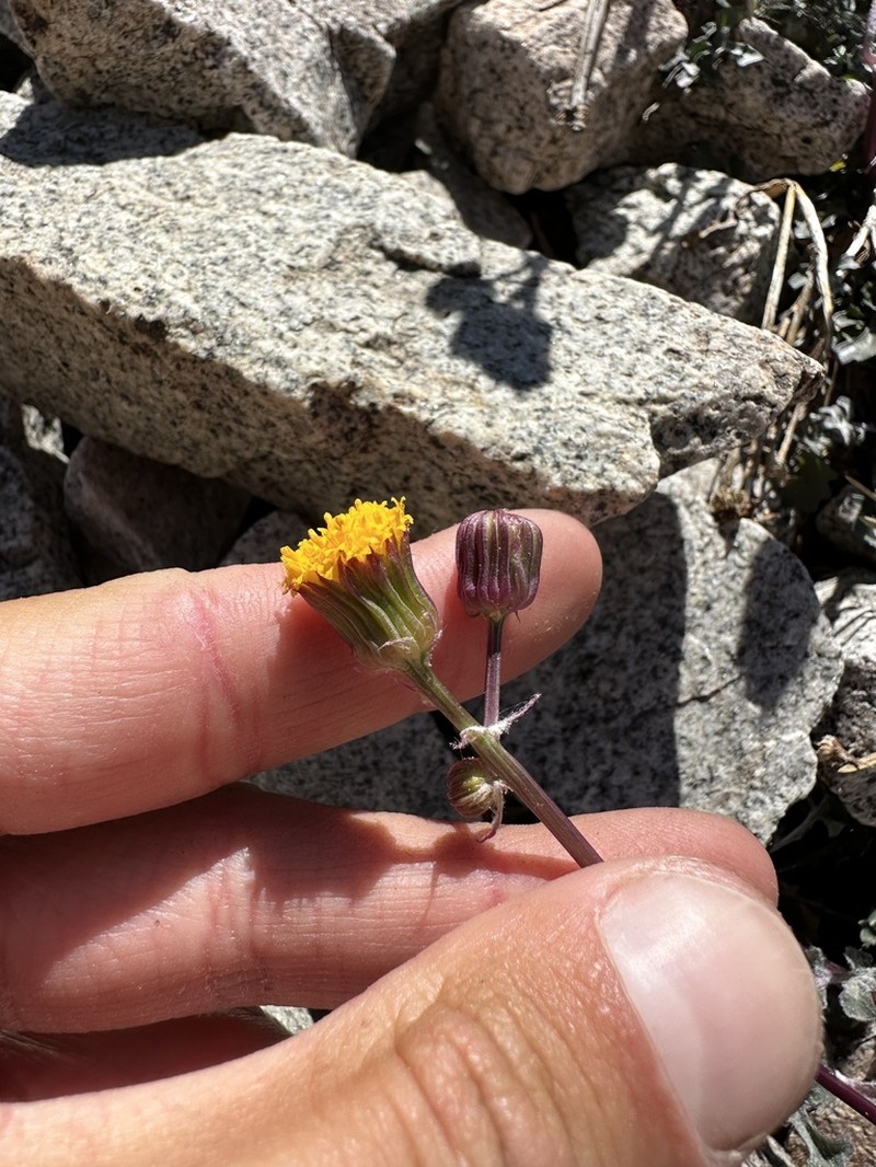Tehachapi Ragwort photo 6