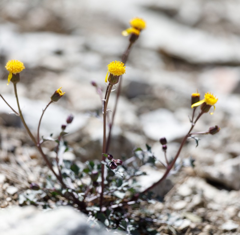Tehachapi Ragwort photo 7