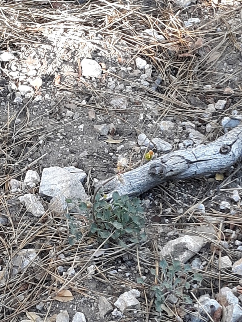Tehachapi Ragwort photo 8