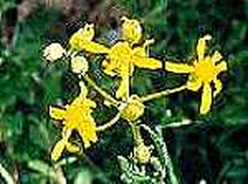 Layne's Ragwort photo 2
