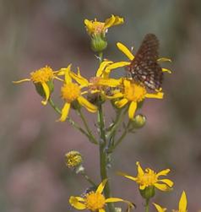 Layne's Ragwort photo 3