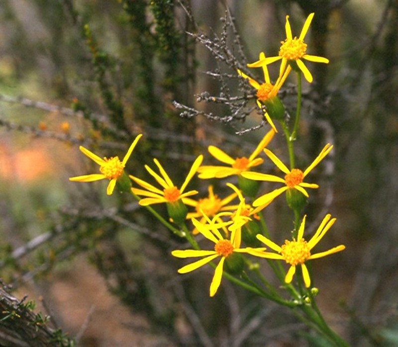 Layne's Ragwort