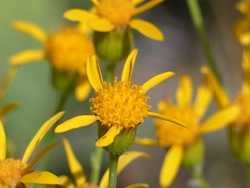 Layne's Ragwort photo 3