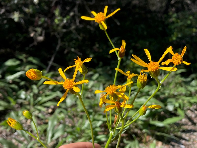 Layne's Ragwort photo 4
