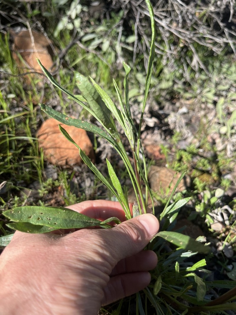 Layne's Ragwort photo 5