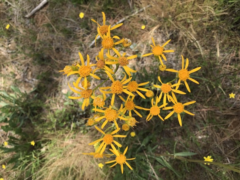 Layne's Ragwort photo 6