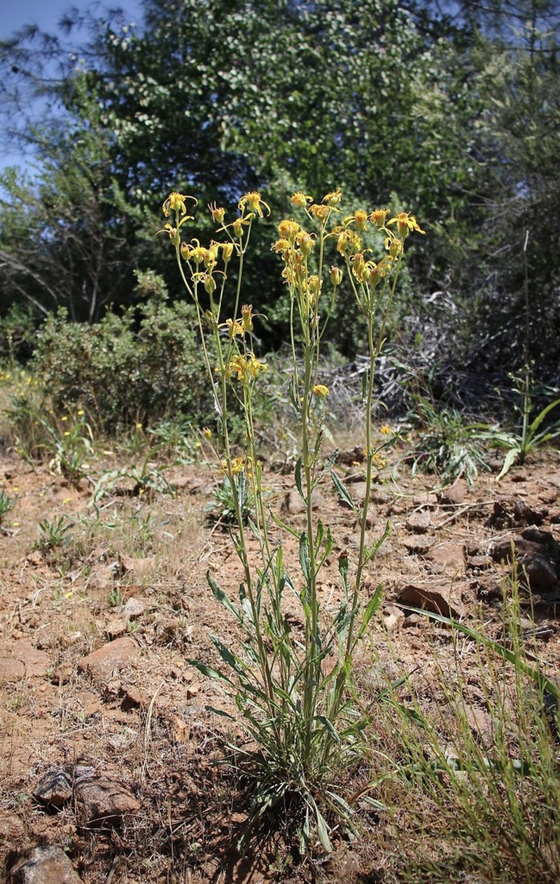 Layne's Ragwort photo 7