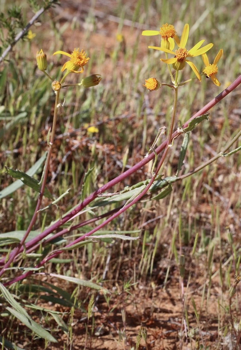 Layne's Ragwort photo 8