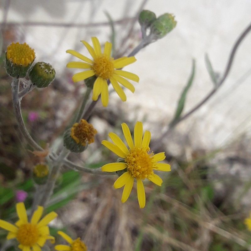 Packera loratifolia photo 2